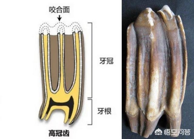 牙齿折断有几种:有什么动物的牙齿是可以再生的吗？