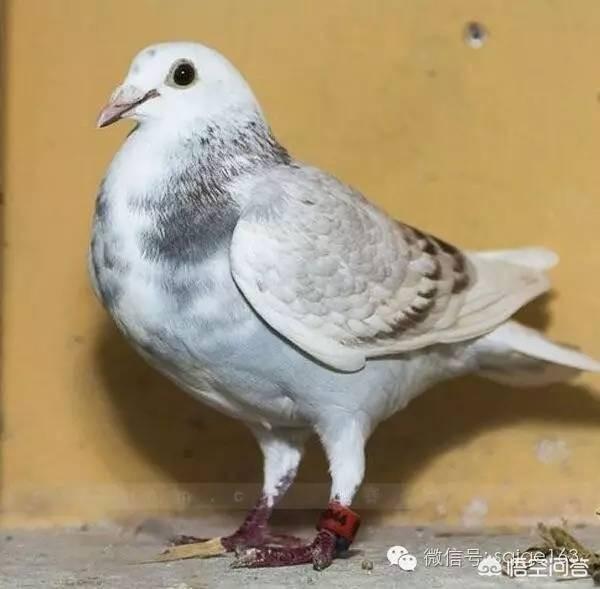 下鸟啦网:花大价钱买赛鸽天落鸟值得吗？