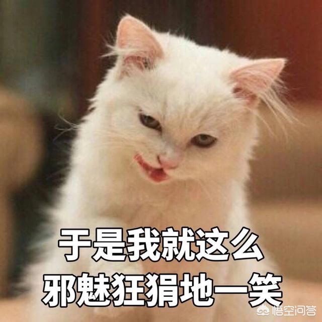 买猫别墅好还是猫爬架:养猫不用给猫咪买什么，会用不着，浪费钱？