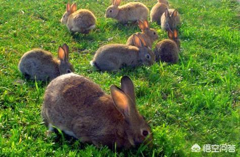 夜间细犬撵兔视频:夜间格力犬撵兔视频 农村菜地里野兔子太多了，糟蹋蔬菜，有什么办法解决这个问题啊？
