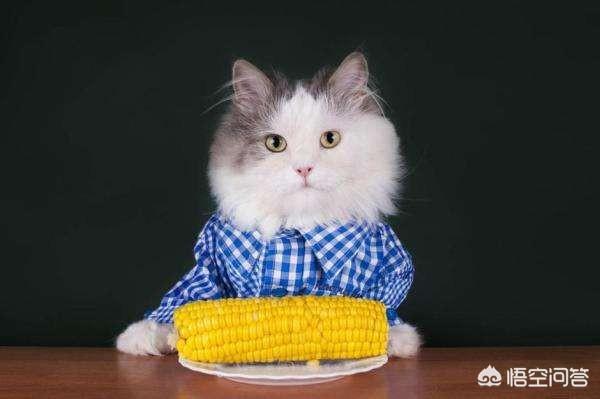 猫咪肾衰的原因:猫号称馋猫，人吃的什么食物对猫咪有伤害？