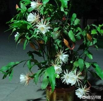 头条问答 盆栽昙花应该如何种植 黄乾隆的回答 0赞