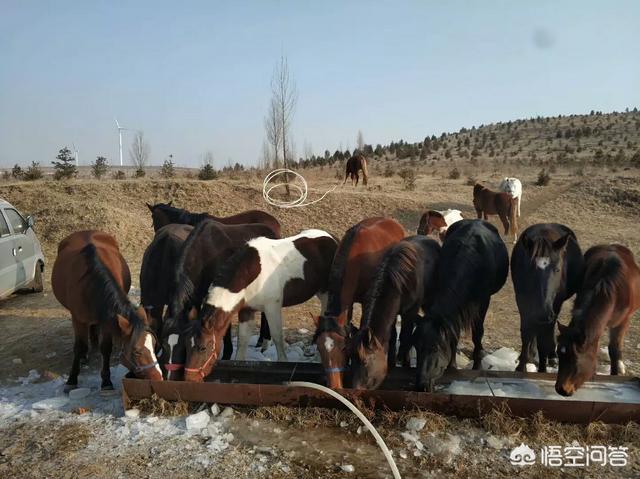 马的种类及图片:肉马多少钱一匹，哪个品种的肉马出肉率最高？
