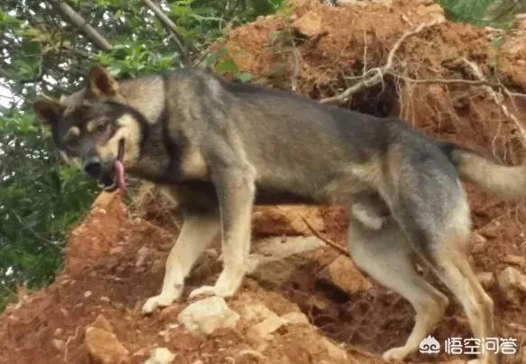 广西土狗打架视频:广西土猎犬小狗颜色怎么挑？