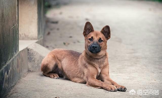 广西土狗打架视频:广西土猎犬小狗颜色怎么挑？