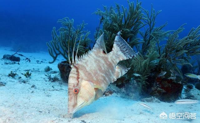 深海皱鳃鲨化石:远古海洋生物化石有收藏价值吗？