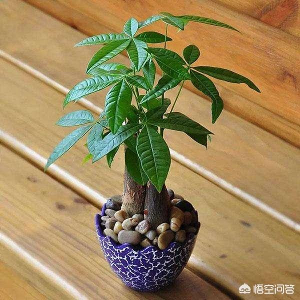 盆景发财树怎么养才长得好:发财树如何晒太阳才能长得好？