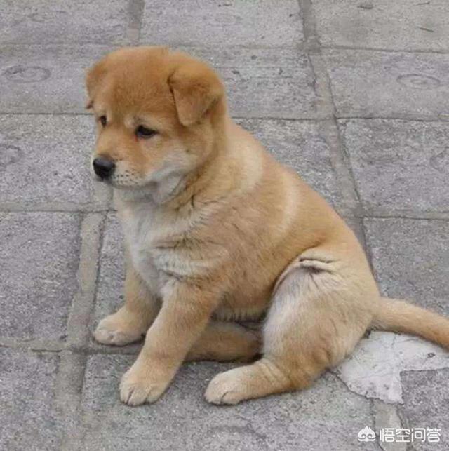 小鹿犬吉娃娃杂交图片:小鹿犬和吉娃娃的图片 最难忘记的第一只宠物是什么？