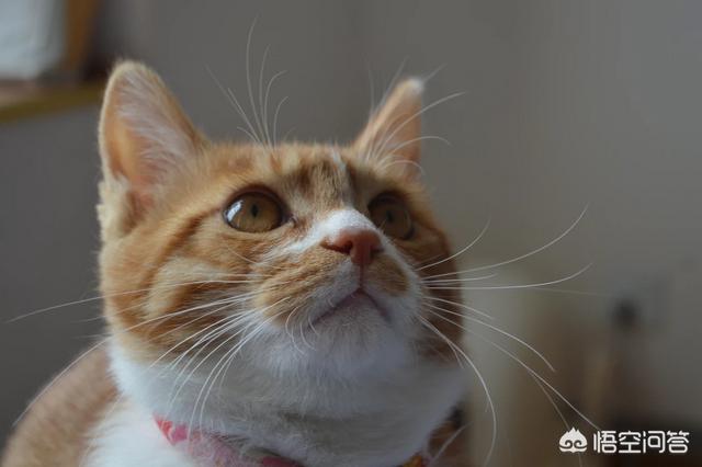 猫的脸越来越尖,小猫怎么发腮？