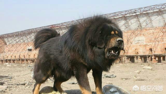 藏獒图片大全:藏獒是一种斗犬吗？为什么很多人总是比较它的战斗力？为什么？