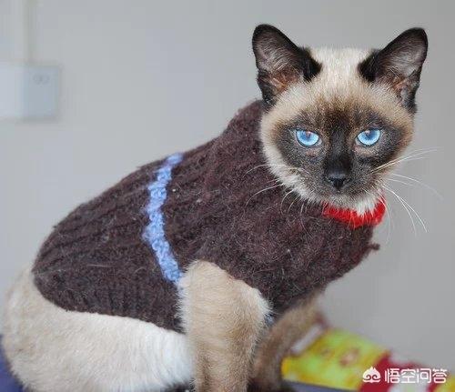 肖杨已死了:自己家的猫死了，作为家里人有什么样的感受？