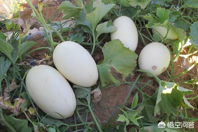 头条问答 马上进入早熟甜瓜的花期 如何正确使用植物生长调节剂 结出又大又甜的甜瓜来 晶莹旭日的回答 0赞