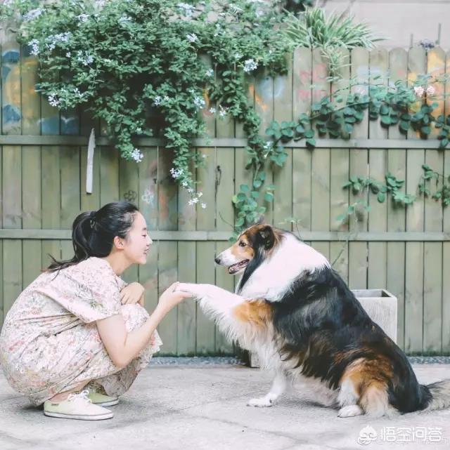无锡 宠物摄影:怎样才能给宠物拍出美美的照片？ 无锡宠物摄影工作室