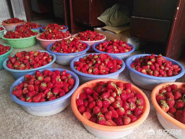 现在的农村,是种蔬菜水果挣钱,还是种药材赚钱多？