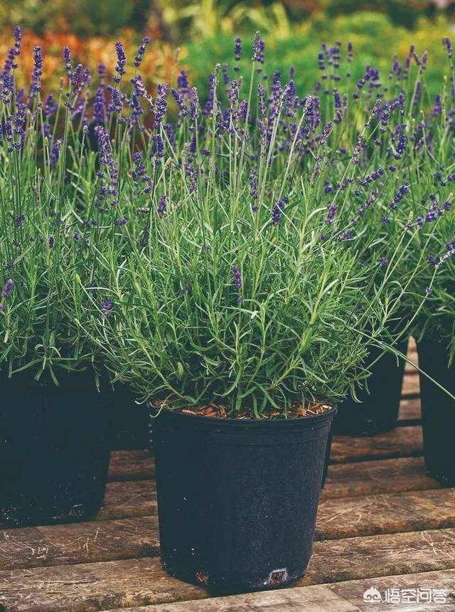 除虫菊酯多少钱:植物花卉常见的害虫有哪些？该怎么防治？