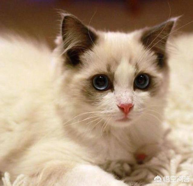 布偶猫园:现在养布偶猫的人多吗,好养吗？