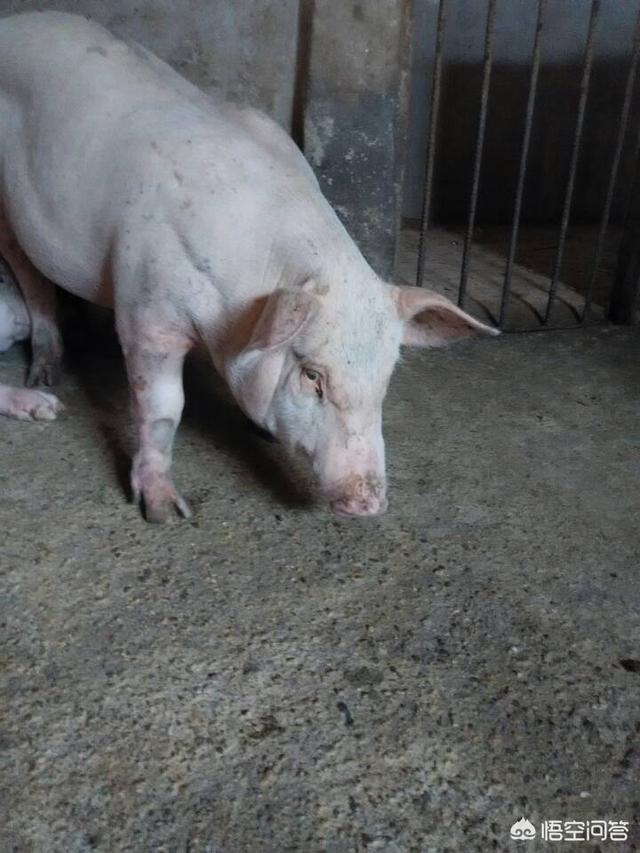 磺胺间甲氧嘧啶钠用法:猪得了脑炎型链球菌，该用什么药？