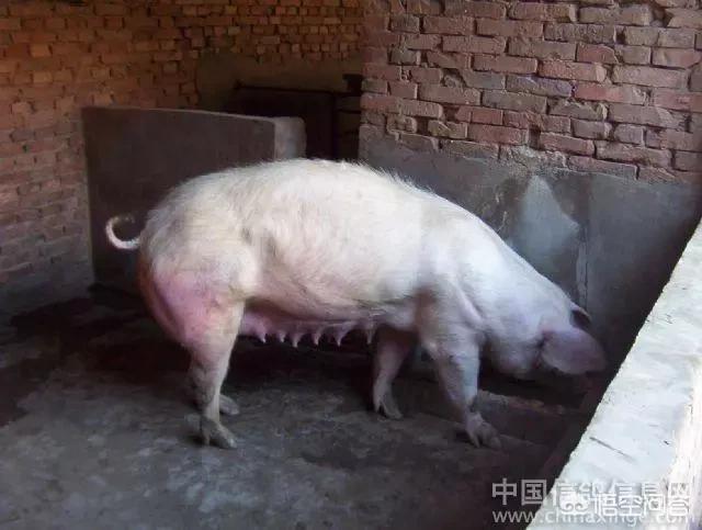老母猪生小孩:老母猪的产后护理需要注意哪些问题