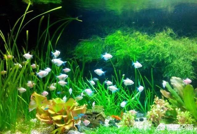 动态金鱼缸屏保:在饲养金鱼的水族箱里，可以铺设底沙或者种植水草吗？