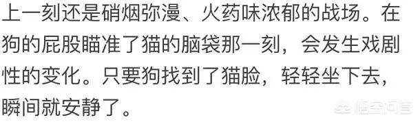 狗狗博客里的狗:为什么狗子都喜欢“坐”别狗、别猫、别人呢？