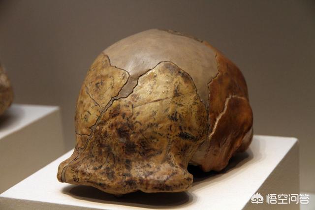 北京一山洞发现大量尸骨，北京人头盖骨化石对人类有什么特殊意义