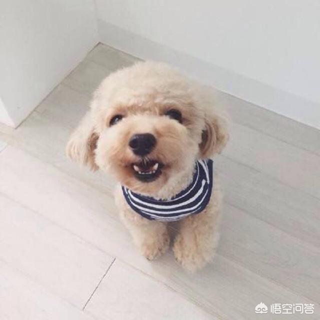 泰迪小狗拉稀了怎么办:泰迪拉肚子很臭该怎么办？
