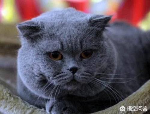 猫咪多大可以吃发腮粮？加菲猫会发腮吗？