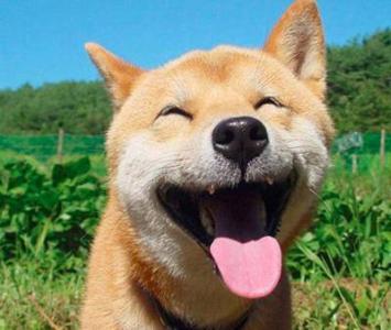 头条问答 - 高三狗考理综时很慌张,因为做不完理综卷,始终在担心做不