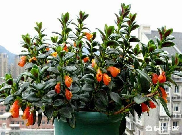 盆景植物金鱼草怎么养:金鱼花怎么不长不开花怎么办？