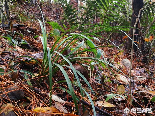 极挑嘉宾摘二级植物:当你面对漫山遍野的野生兰花时，怎么挑选优质的兰花？