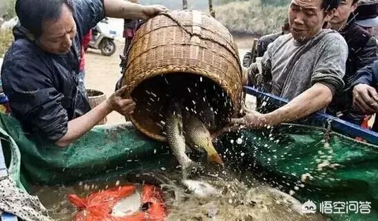 淡水鱼的种类价格:哪种野生淡水鱼最值钱，为什么？