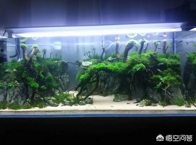 我爱观赏鱼小北子:有谁喜欢水族造景，喜欢观赏鱼吗？这个行业怎么样？