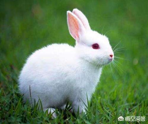 宠物兔拉肚子怎么配药:兔子拉肚子全身臭，宠物兔子怎么养不会臭？
