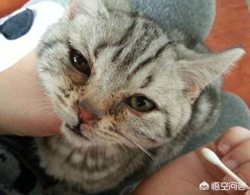 波斯猫论坛干什么的:波斯猫是怎样得上鼻支的，波斯猫鼻支很容易得吗？