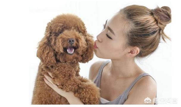 泰迪狗和贵夫人狗图片价格表:泰迪犬是越贵越纯种吗？还需要看什么地方去判断吗？