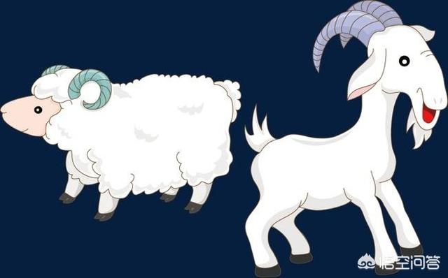 绵羊与山羊的区别绵羊和山羊虽然同为反刍动物具有哪些相似的地方