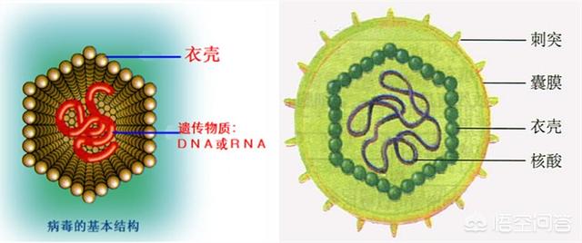 细菌与病毒有什么区别,致病原理是什么？