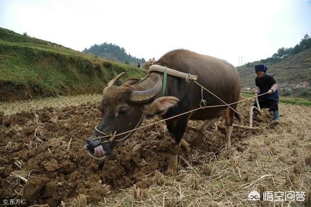 白冠噪鹛吉利吗:人民币尾数3连，请问各位有留着的必要吗？ 白冠噪鹛图片