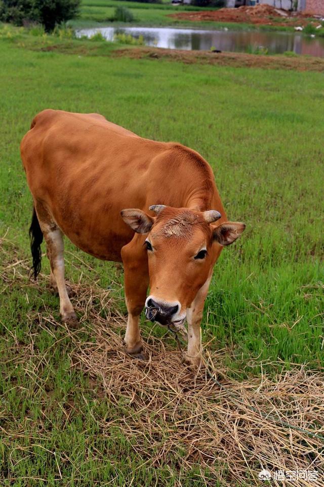 牛在耕地太累和宰杀时为什么会流泪是否表明牛也有情感