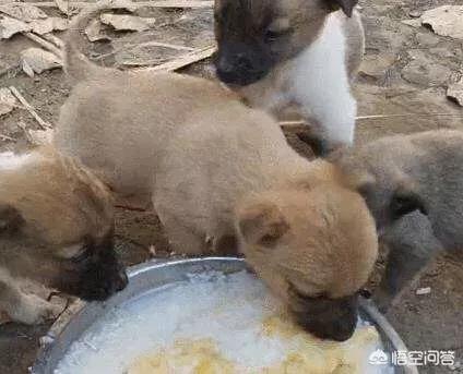 犬饲先生养狗记开始的小狗:为什么农村人现在不愿意养狗，是什么原因造成的？