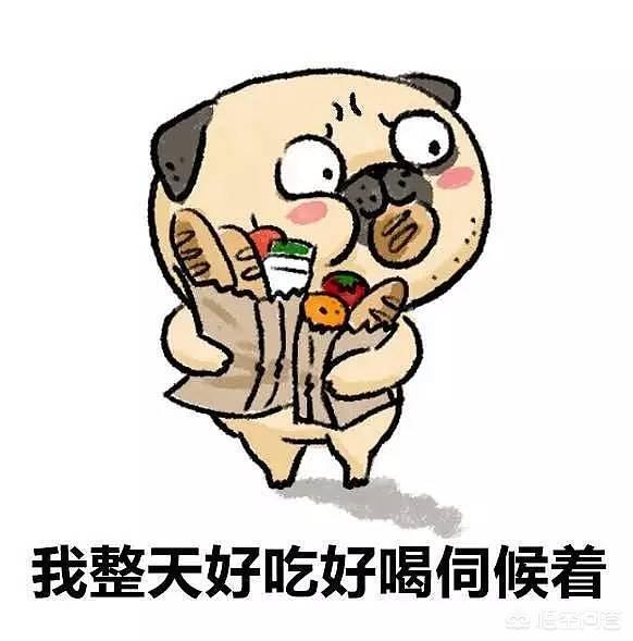 怎么训练狗把你当主人:狗会认狗或其他动物（除人以外）当主人吗？