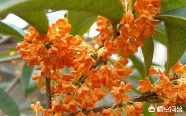 为什么农村现在桂花树不值钱了,现在种什么树前景好？