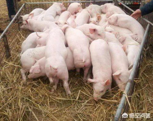猪产后无奶有妙招:母猪生小猪后一天发烧，打了氨基比林后无奶怎么办？