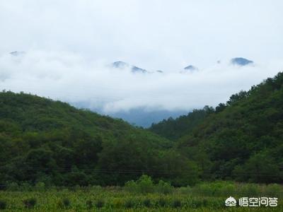 散养鸡视频:散养鸡视频教学 放养土鸡喂什么比较好，怎样才叫正宗的土鸡？