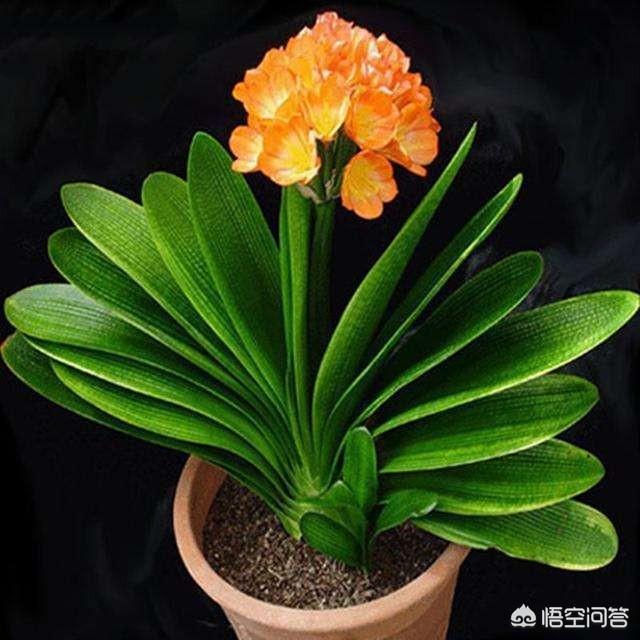 52君子兰网:室内君子兰竟然一年开花3，4次，叶厚根壮，怎么做到？