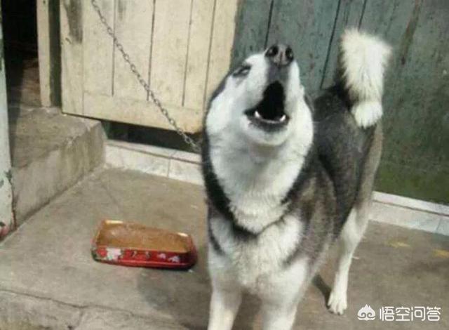 河北藏獒在线:养河北细犬的注意事项是哪些？