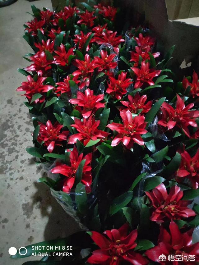 为什么花市的盆栽当时鲜活,买回几天后就死
