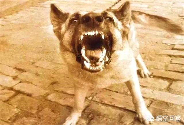 下列有关狂犬病的预防措施:被狗咬了怎么预防狂犬病发作？狂犬病毒发病时有⺇个活下来的？
