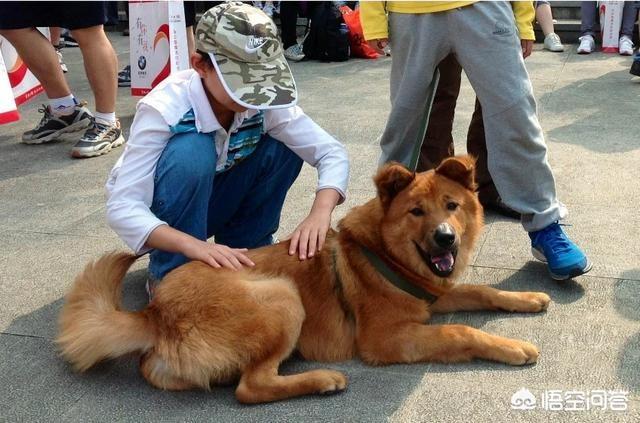 小可爱是什么狗:你平时会如何称呼陌生的小狗？