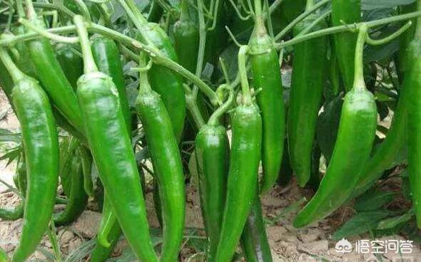 花叶芋根结线虫病:农村种植辣椒，应该如何防治病虫害？